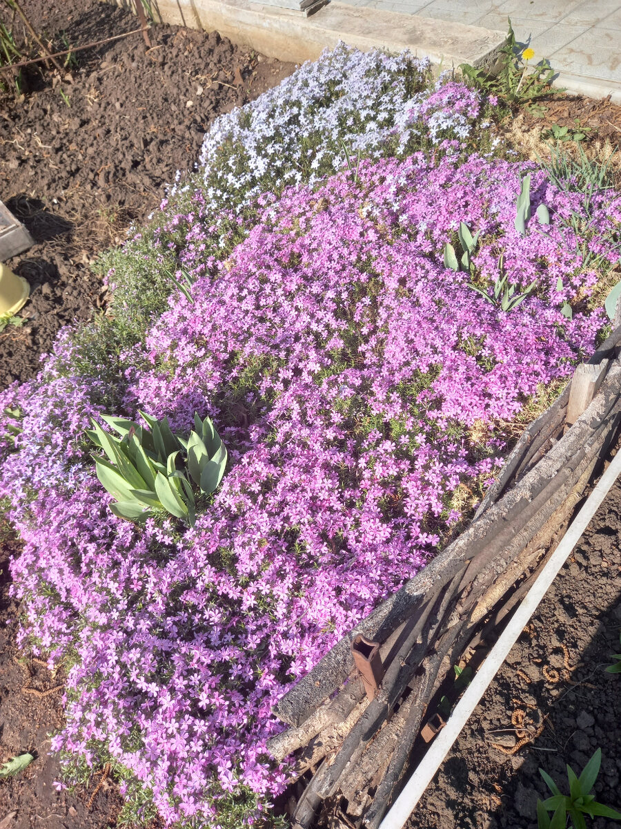 Флоксы: секреты ухода и защита от потери красоты