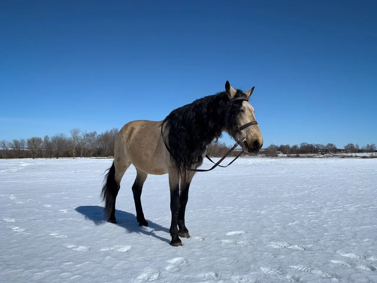 Интересный факт: у Льва Толстого была лошадь по кличке Крыса Интересный факт: у Льва Толстого была лошадь по кличке Крыса