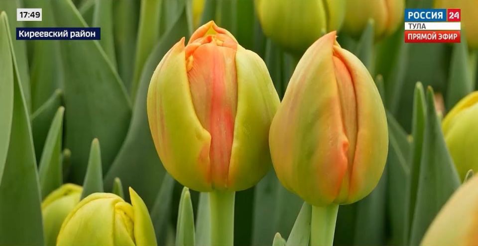Какие тюльпаны туляки заказывают к 8 марта
