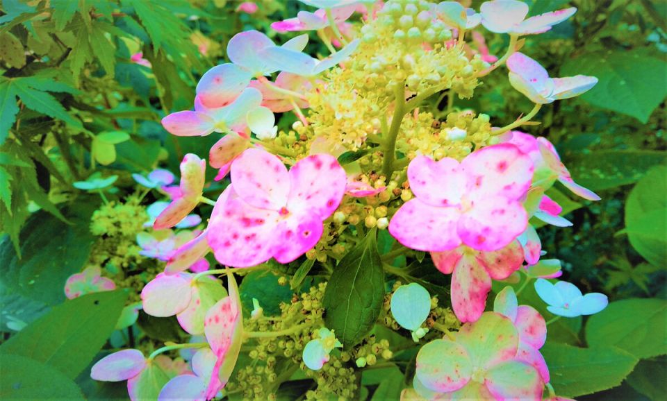 Гортензия Эрли Сенсейшн: Чудо сада с июня по октябрь