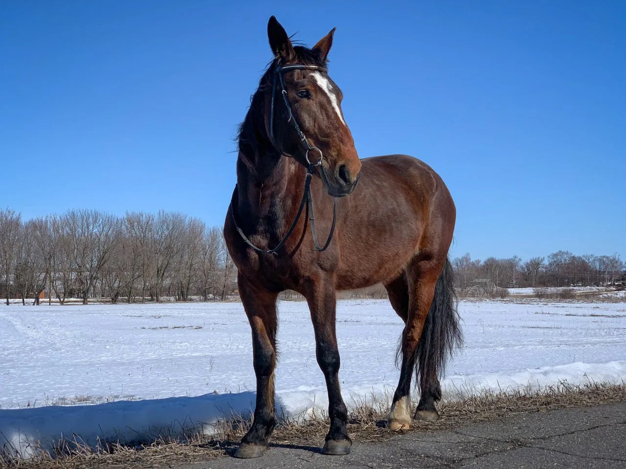 Интересный факт: у Льва Толстого была лошадь по кличке Крыса Интересный факт: у Льва Толстого была лошадь по кличке Крыса