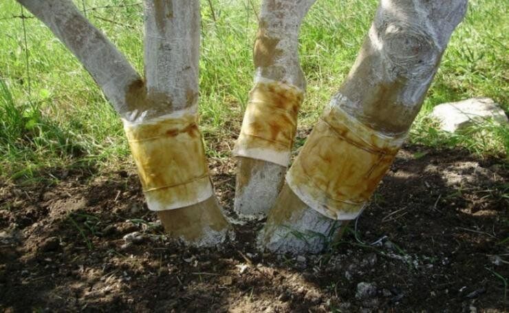 ������ ���� ��� ������ ��������: ������ � ����������