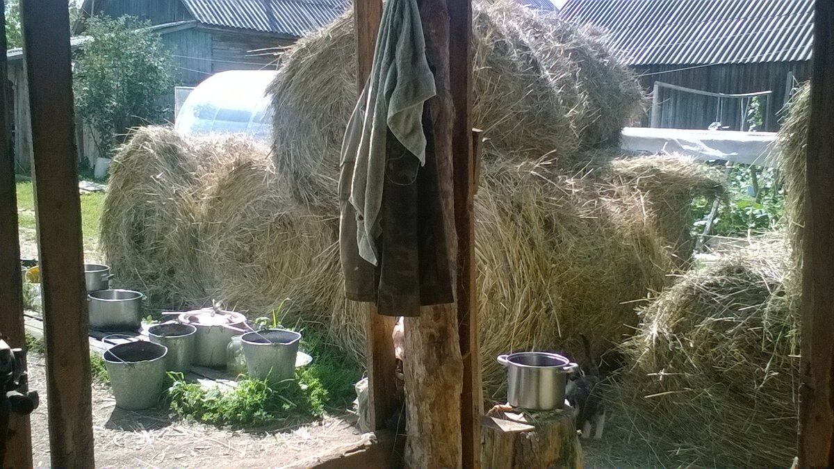 Как правильно запастись кормами для коров: секреты успешной заготовки