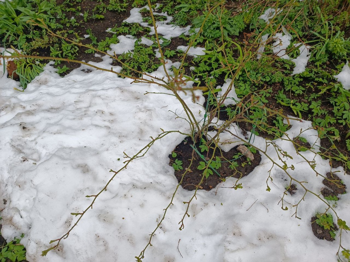 15 дел на даче в мае: как справиться с сюрпризами апреля и заложить урожай