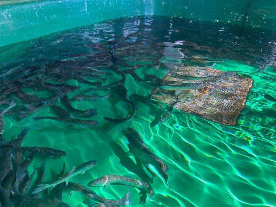 ���������� ������������ ������: ����� ��� � ���������� ������������