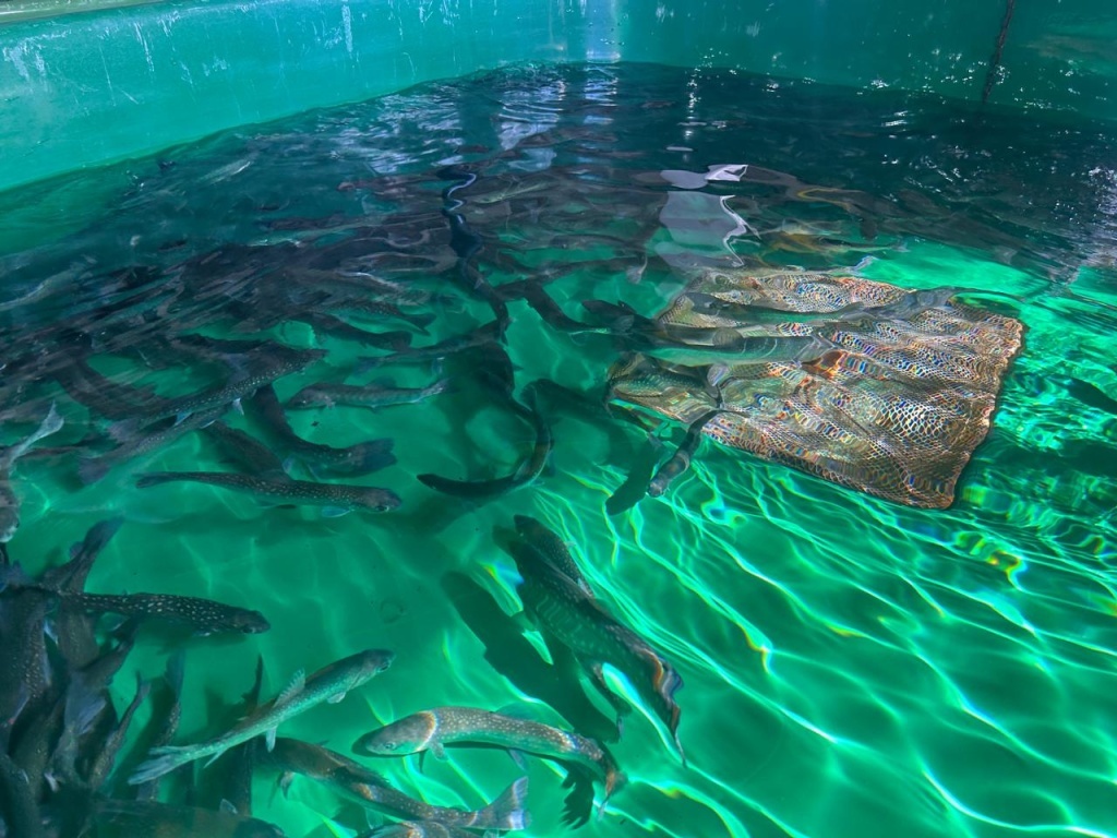 Разведение арктического гольца: новый шаг к устойчивой аквакультуре