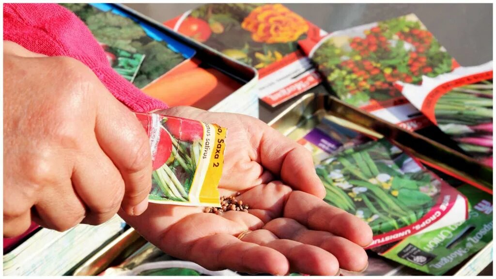 Как правильно отбраковать семена для отличного урожая