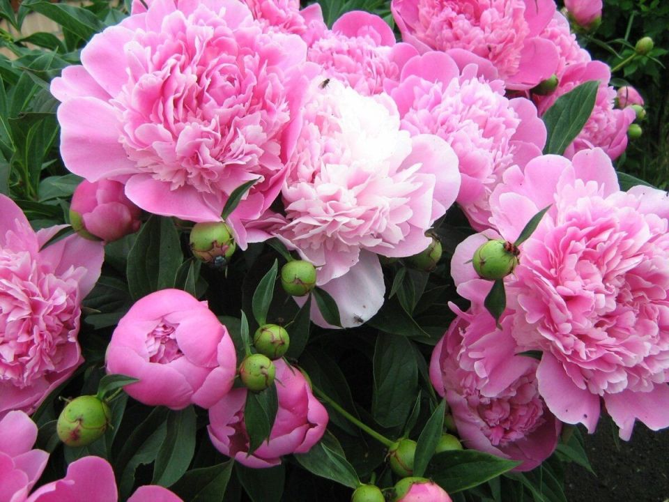Подкомка пионов: секреты успешной бутонизации и цветения