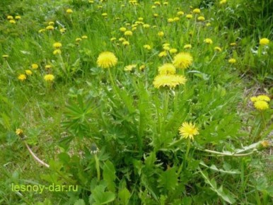 Очарование одуванчика: непростой сорняк с множеством секретов