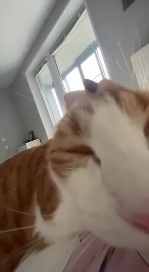 Рыжий котя вас поцеловал. Доброе утро, Тула! ТСН24 | Прислать Новость | Мы в МАХ