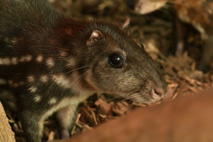 �������� ���������� ���������� ������� ��� ������� ���� ������������� �����