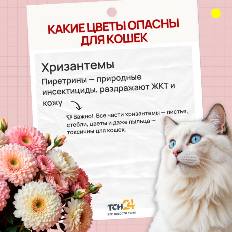 ������ ����� ���� ���������� �������� ������������ ���������� ������ � ���������� ��������