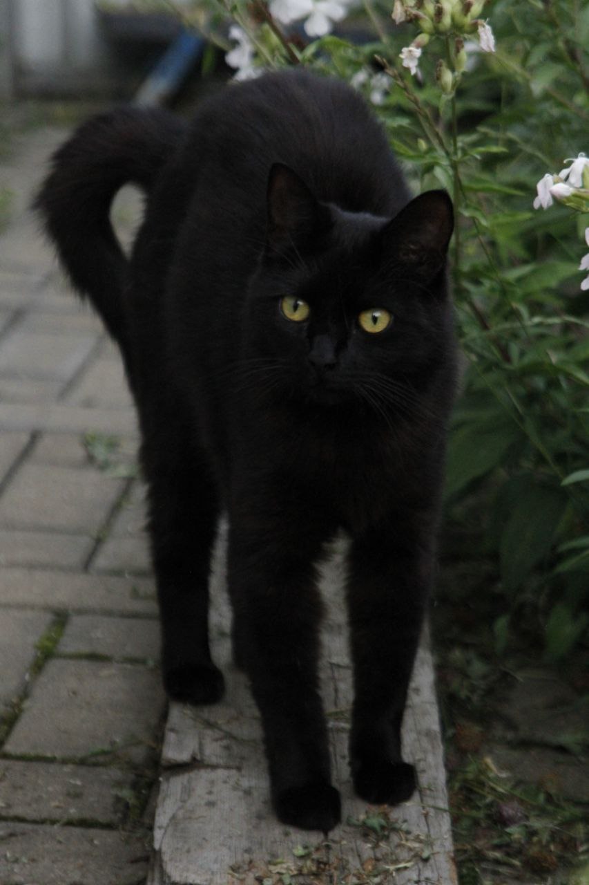 Был напряженный день? Погладьте кошечку, и станет легче