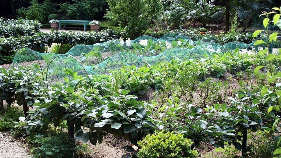 Нежданная вода на садовом участке: как избежать неприятностей