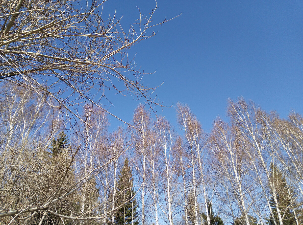 Весенние заботы: что сделать в саду в марте