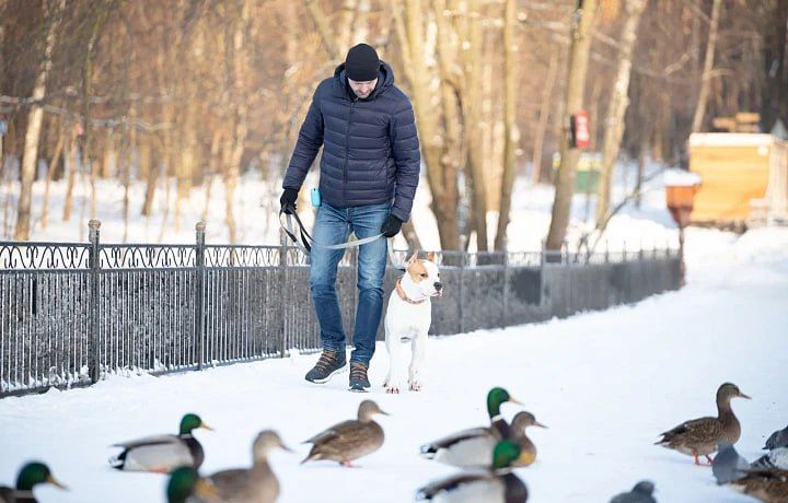 В Тульской области началась обязательная регистрация собак