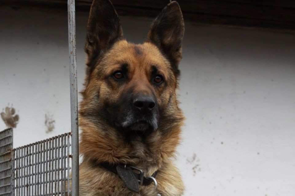 За отказ чипировать собаку тулякам грозят штрафы от 1000 рублей