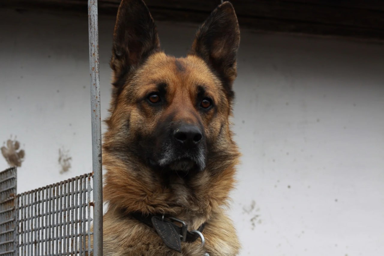 За отказ чипировать собаку тулякам грозят штрафы от 1000 рублей