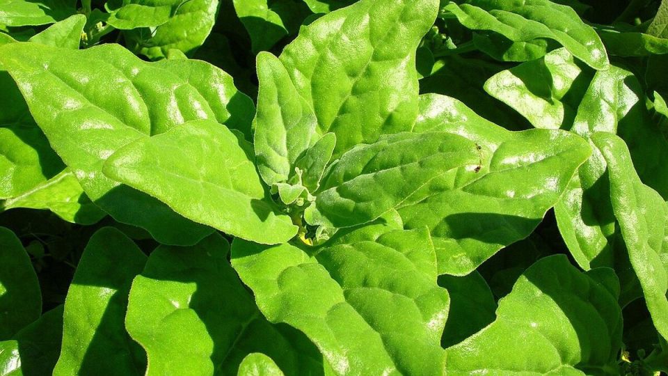 ��� ��������� ������: ��������� ����������� ��� ���������