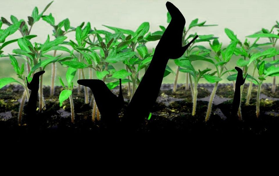 ��� ������������� ������ ����� � �������