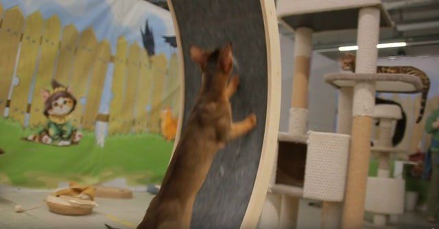 ���������� ������� ��� ����������: ��� ����� �� ���� �������� �� �������� � ������