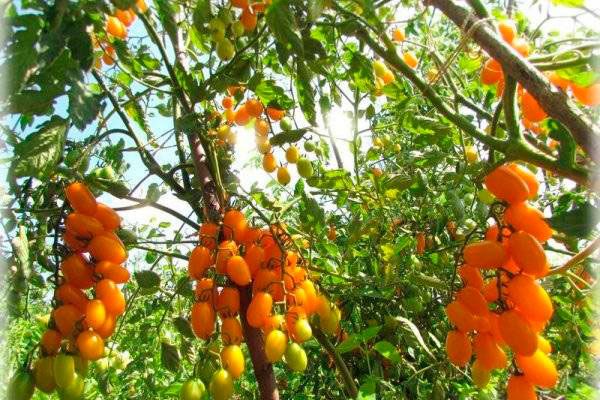 ������� ����: ������� ��������� ����������� ����������� ����� �������