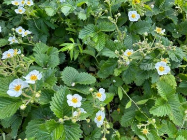 ������ ��������� ����������