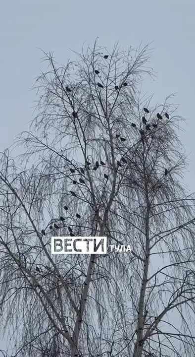 ������������� �� �������� ������� ������, ������� �������� ����� ����