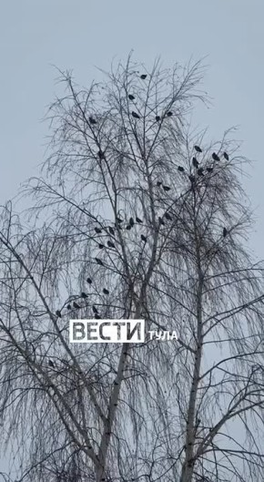 Настраиваемся на короткую рабочую неделю, слушаем весенние трели птиц