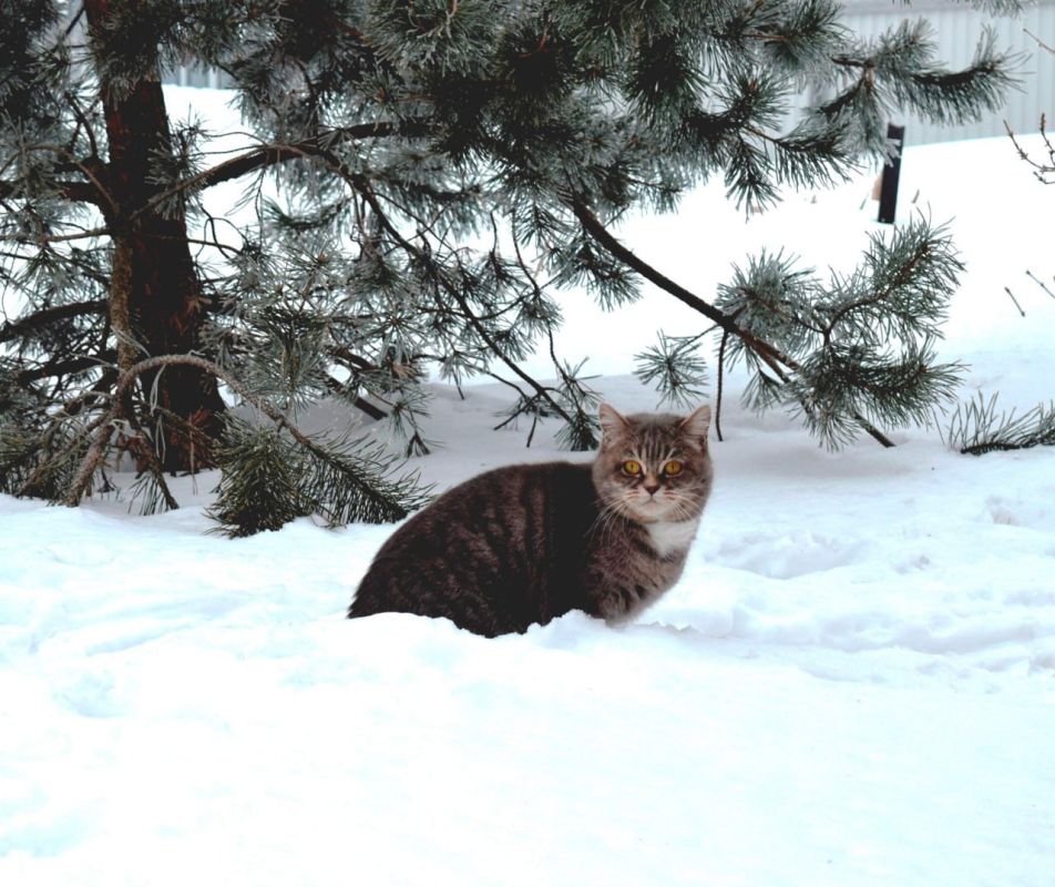 ����� � �������� ������� ����� ����������