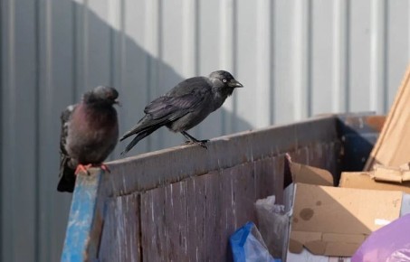 В Туле осудили водителя мусоровоза, который нашел на баке чужой телефон