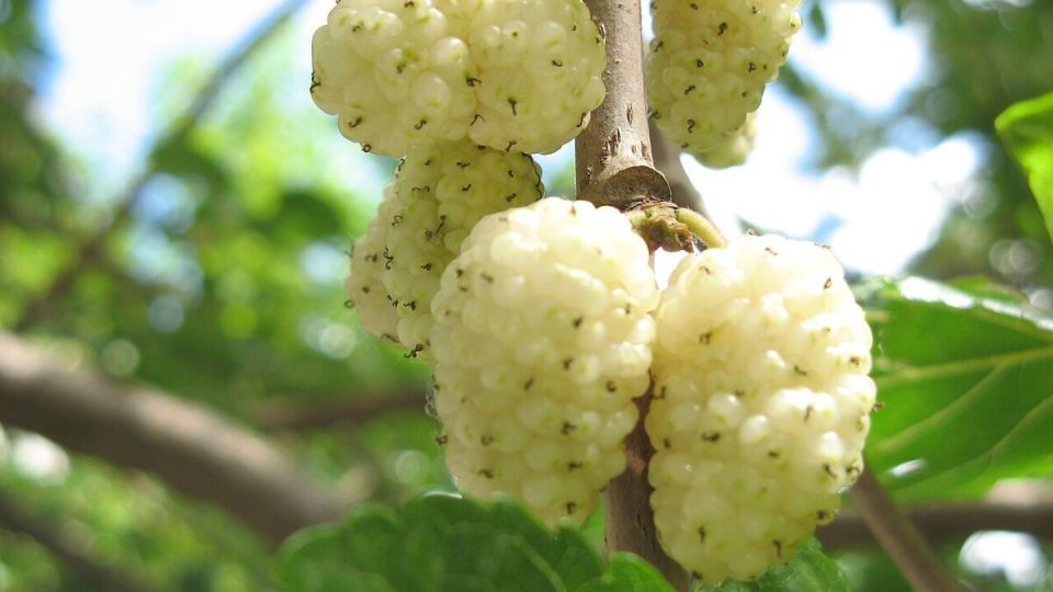 ��� ��������� ��������� �� ����������: ������� � ������