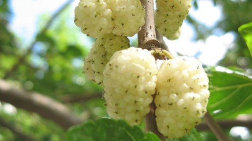 Как правильно ухаживать за шелковицей: секреты и советы