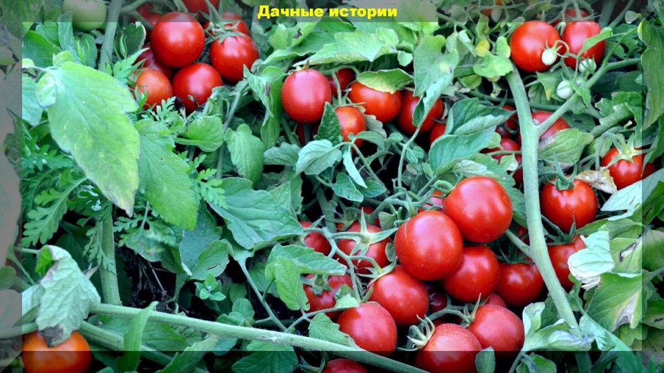 ��������� ������� ��� ��������� ����������� �������: ����������� ������