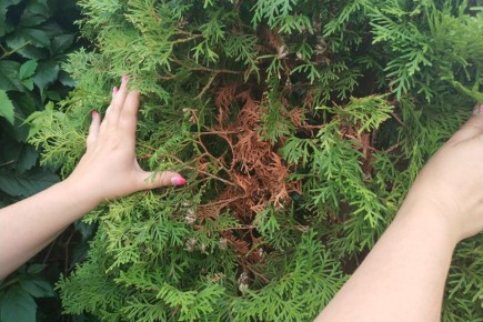 ������ �������� ������� � ��� � ���� ����������