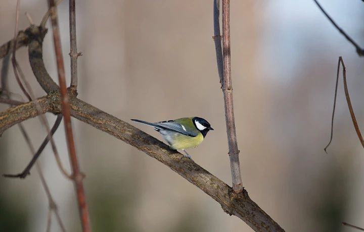 ������ �� 11 �����. ����� ��������: 06:55