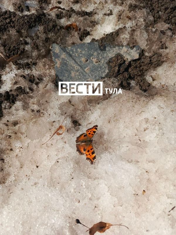 ��, �� ���� ��?. ��������� ������� 12 ����� � ����