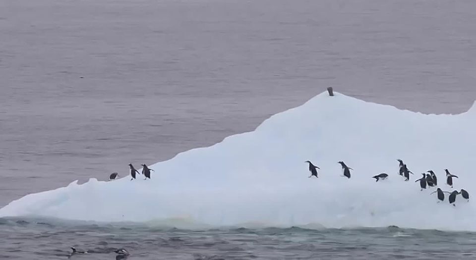 �������� ����������� ������, � ��� �������������, ������ ���� � ����