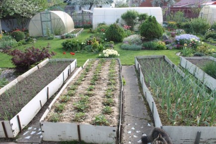 ������ �����: ��� ������� ��� �������� �� ����