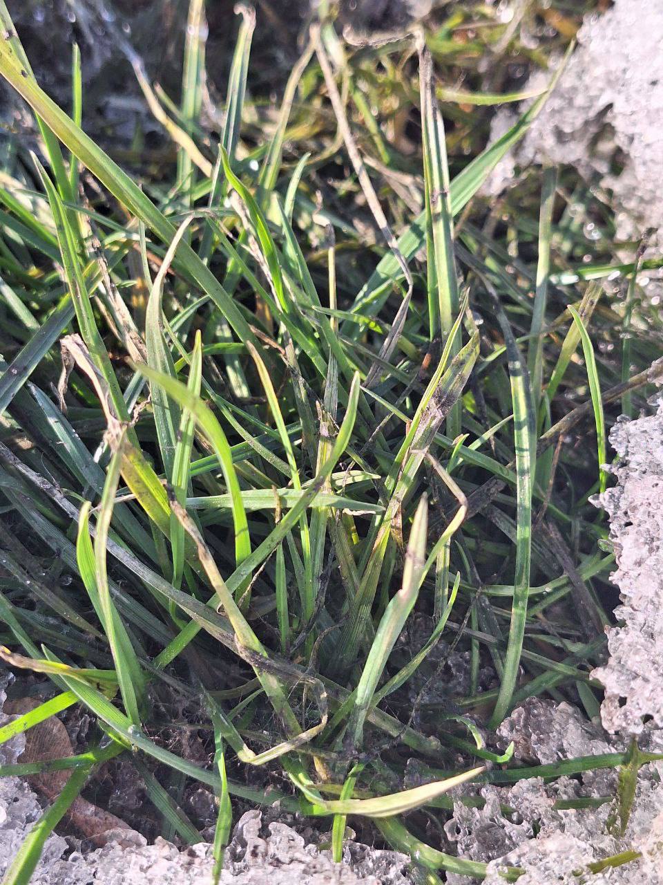 Илья Беспалов: Весна Илья Беспалов: Весна