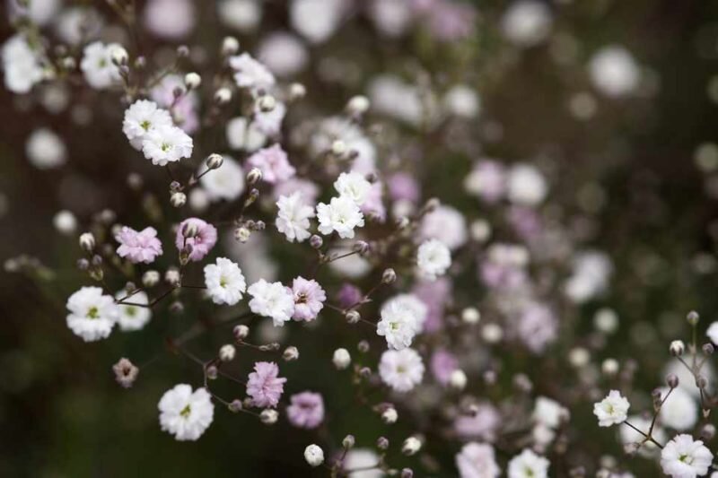 Яркие и холодостойкие: какие цветы высаживать в открытый грунт в мае