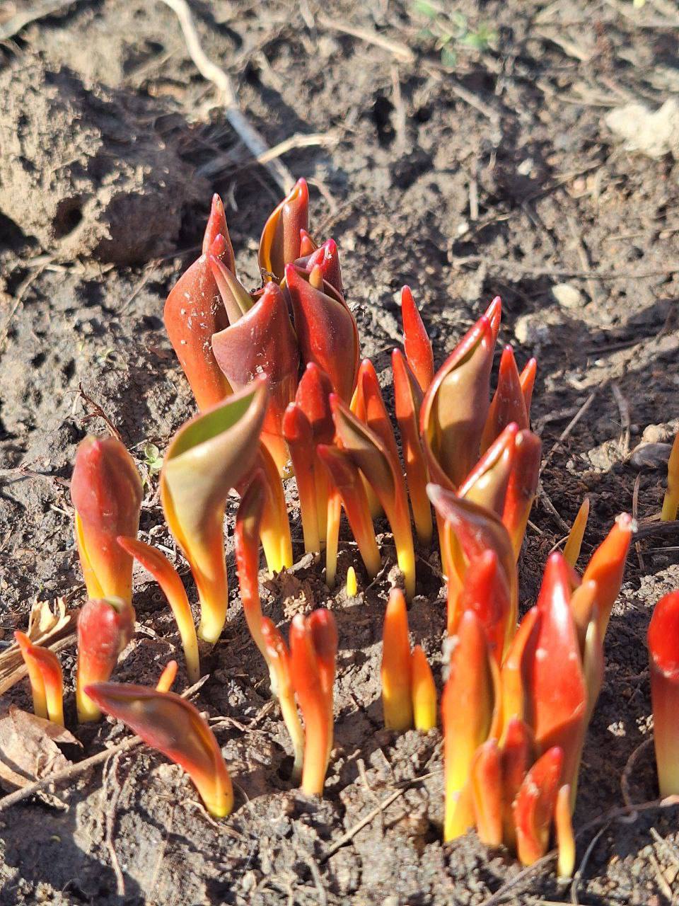 Илья Беспалов: Весна Илья Беспалов: Весна