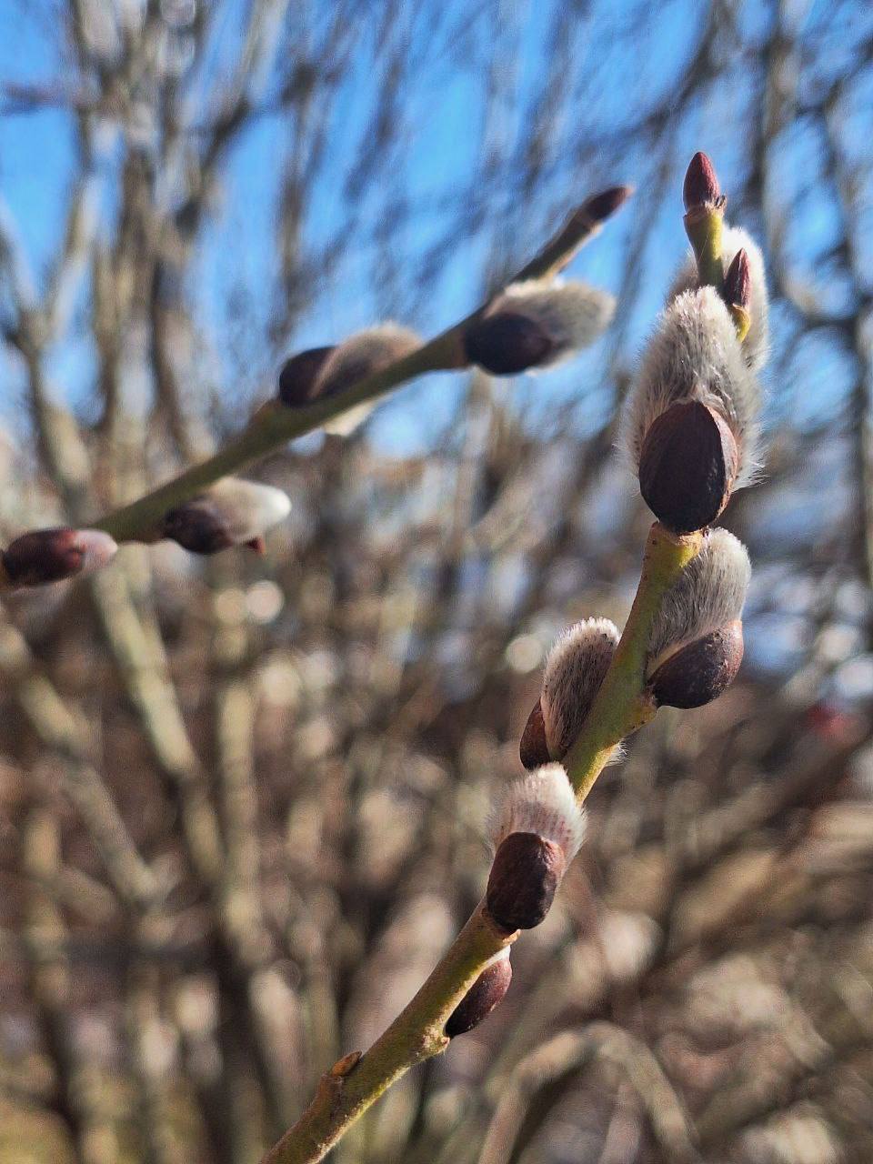 Илья Беспалов: Весна Илья Беспалов: Весна