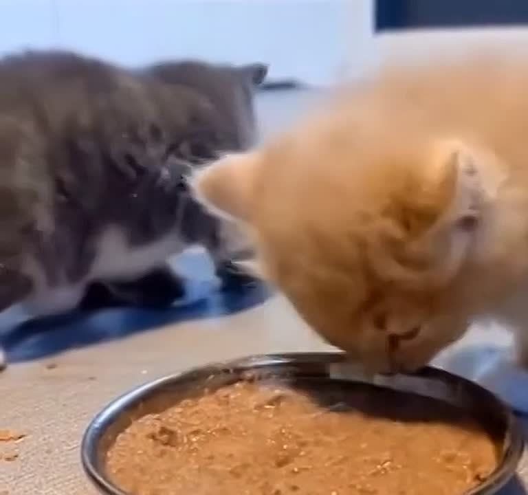 ����������� ��� �� ������ ������ ��������� ���