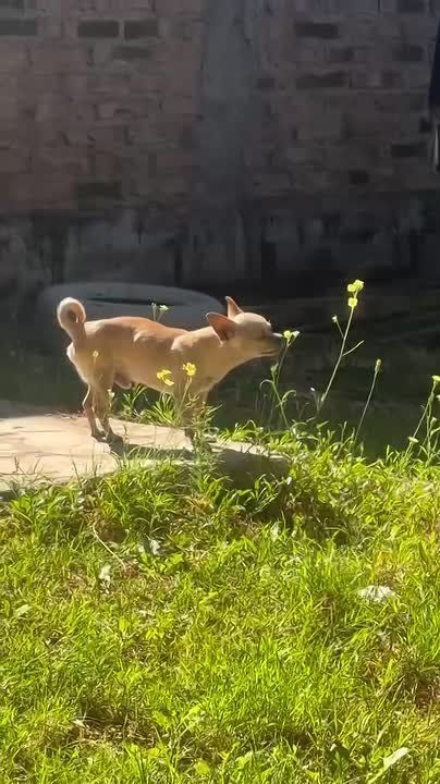 ��� �� ��� � ������������ ������� �������