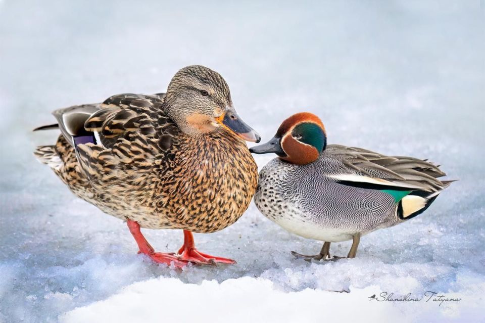 � ����������� ����� ��������� �������� ��������� �������: ����� ��������� �������� ������ � �����-��������� � �������� �� ���� � �������� � ������� ������