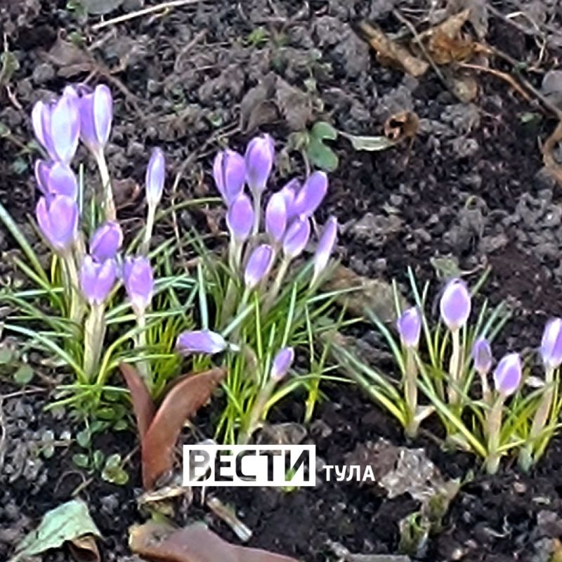 ��������: ���������� ��� ���������