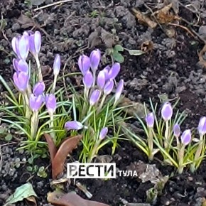 Радуемся: первоцветы уже появились