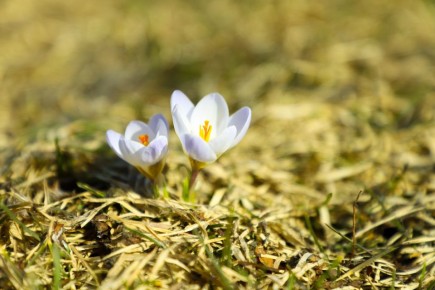 Весенние первоцветы на Казанской набережной