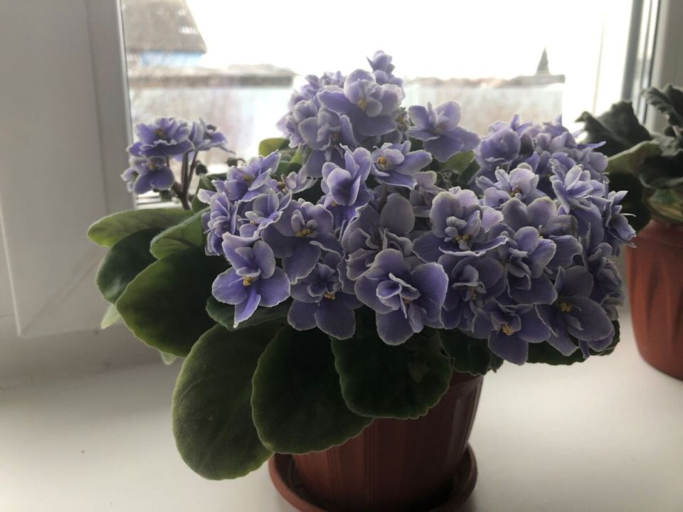 ������ ���� ������ �� ������: �������� �������